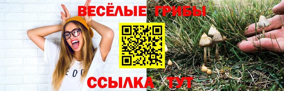 Псилоцибиновые грибы MAGIC MUSHROOMS  Вход с VPN  Махачкала 